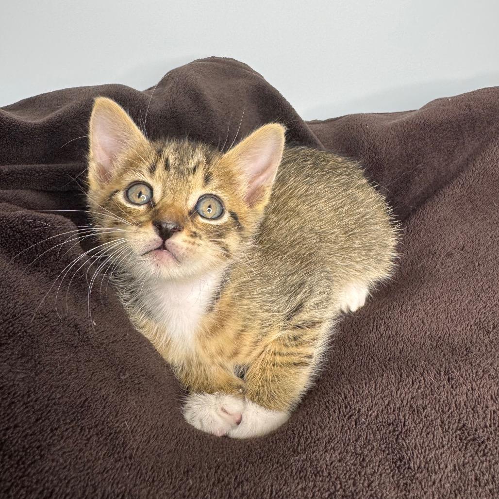 Enlarge Demeter, a Adoptable Domestic Short Hair in San Antonio, TX image 3/6