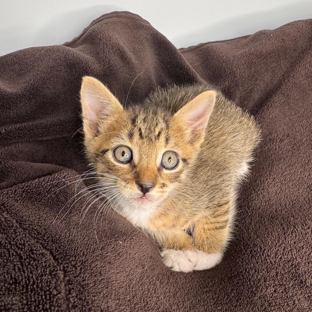 Enlarge Demeter, a Adoptable Domestic Short Hair in San Antonio, TX image 5/6