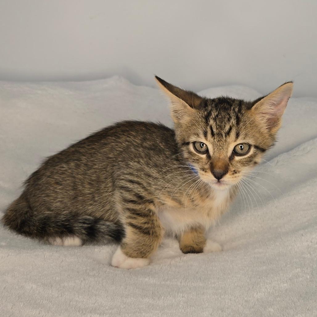 Enlarge Demeter, a Adoptable Domestic Short Hair in San Antonio, TX image 6/6