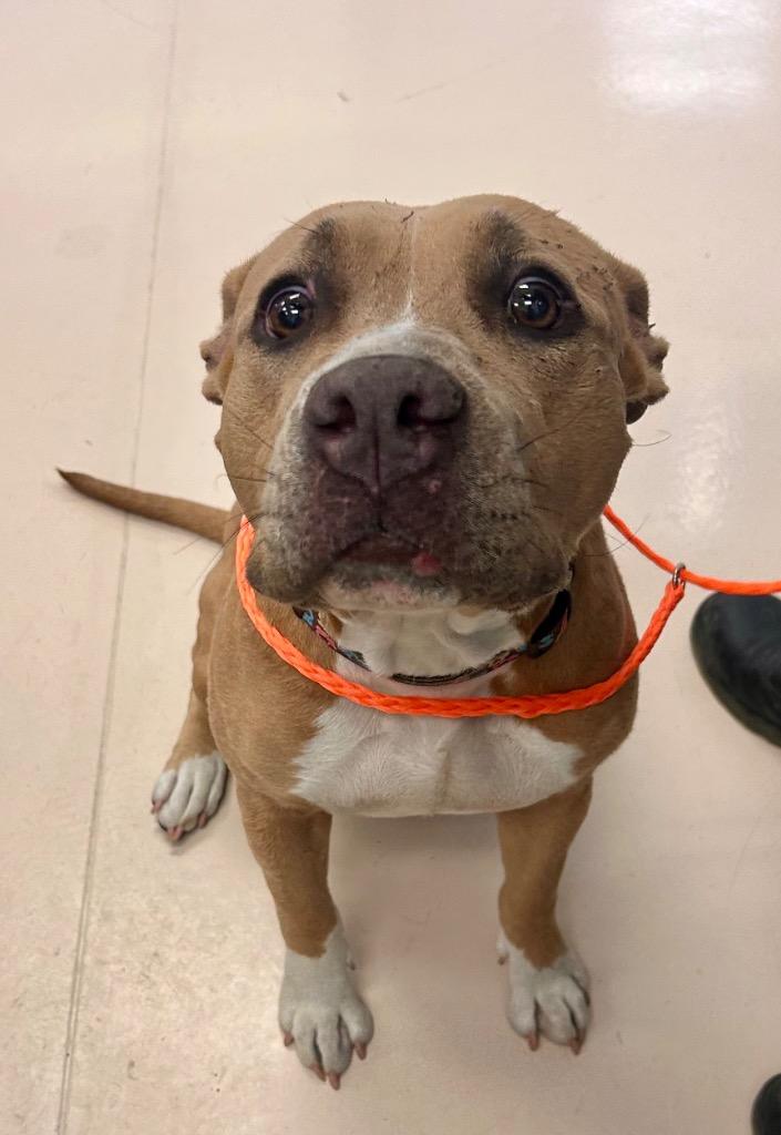 Ginger, Adoptable, Adult Female Staffordshire Bull Terrier.