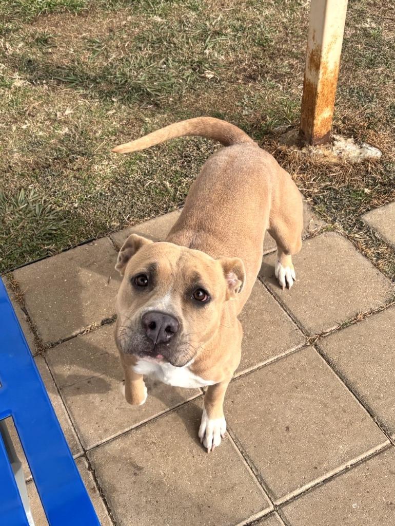 Enlarge Ginger, a Adoptable Staffordshire Bull Terrier in Belton, TX image 2/5