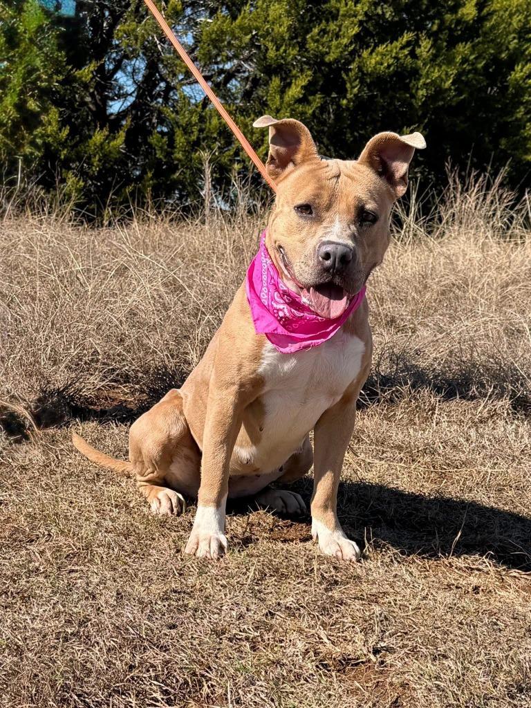 Ginger, Adoptable, Adult Female Staffordshire Bull Terrier.