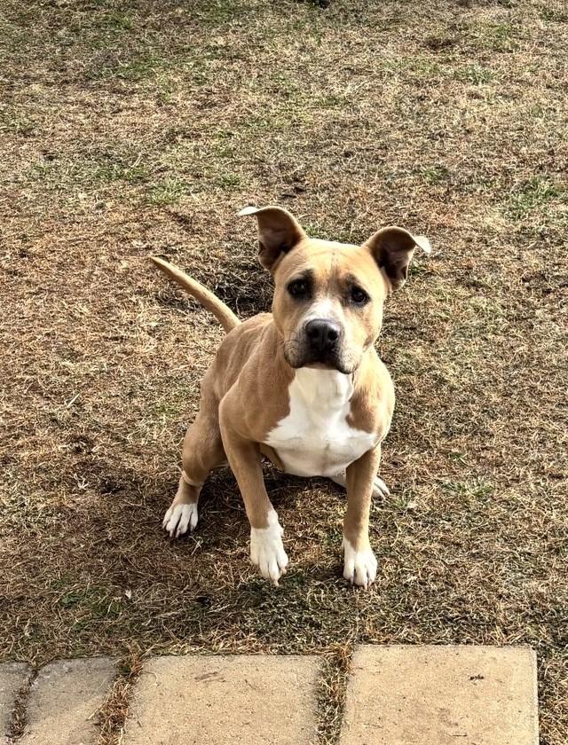 Enlarge Ginger, a Adoptable Staffordshire Bull Terrier in Belton, TX image 3/5
