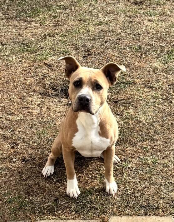 Enlarge Ginger, a Adoptable Staffordshire Bull Terrier in Belton, TX image 4/5