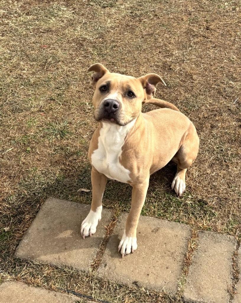 Enlarge Ginger, a Adoptable Staffordshire Bull Terrier in Belton, TX image 5/5