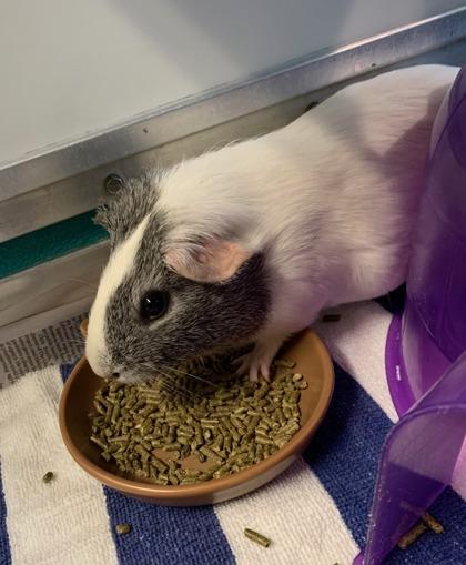 Mooshroom, Adoptable, Adult Female Guinea Pig & Guinea Pig.