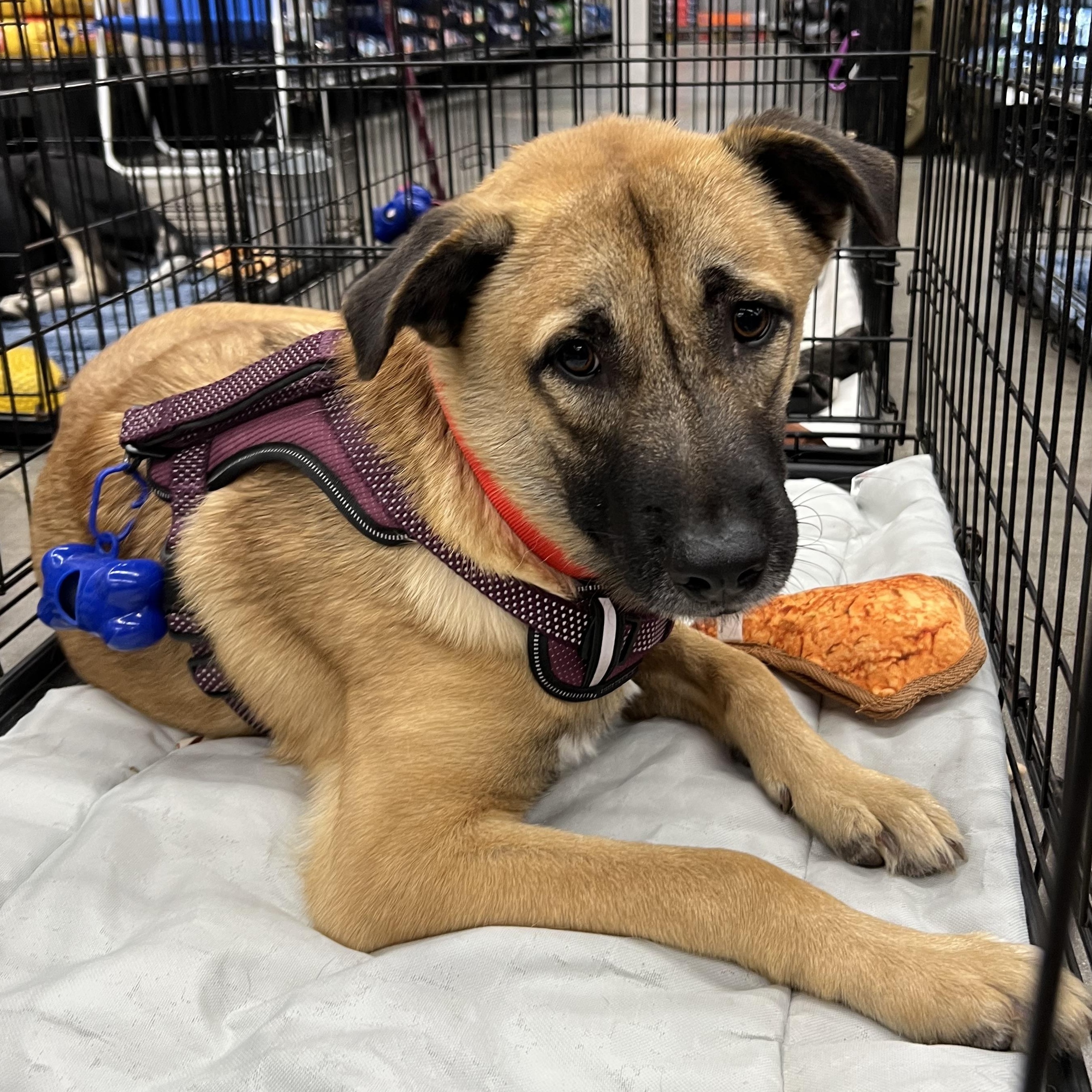 Tracy, Adoptable, Young Female Shepherd.