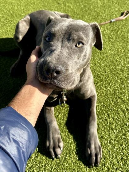 Misty, Adoptable, Adult Female Mixed Breed & Mixed Breed.