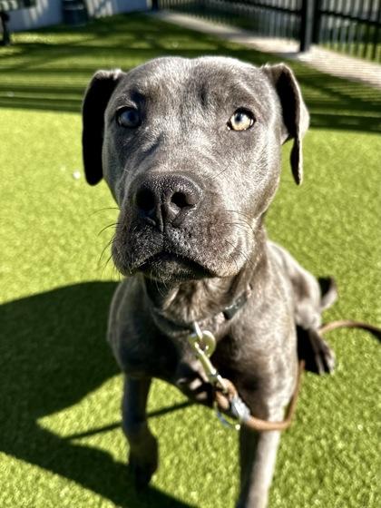 Misty, a Adoptable mixed breed in Wichita, KS image 2/3