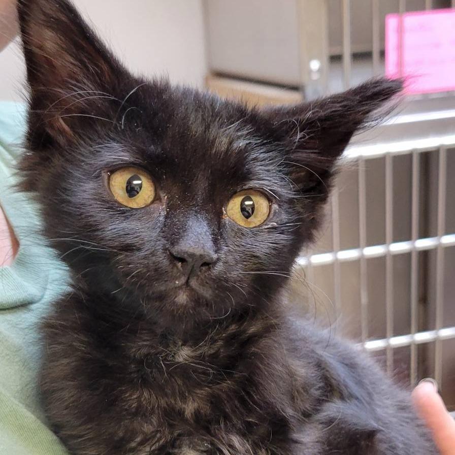 Saja — thumbnail 2