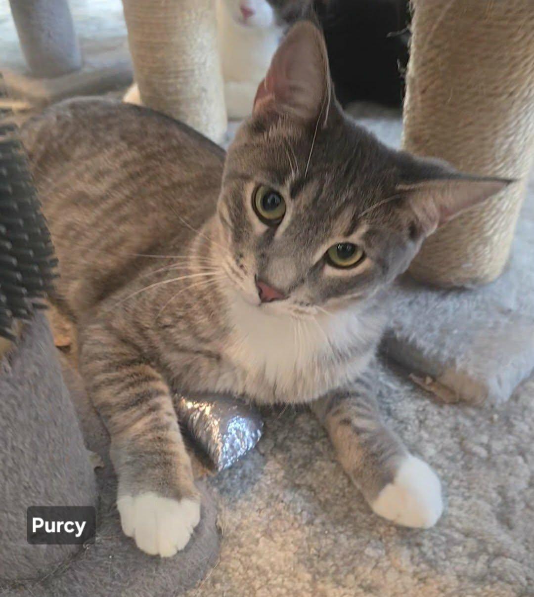 Purcy, ADOPTABLE, Young Male Domestic Short Hair.