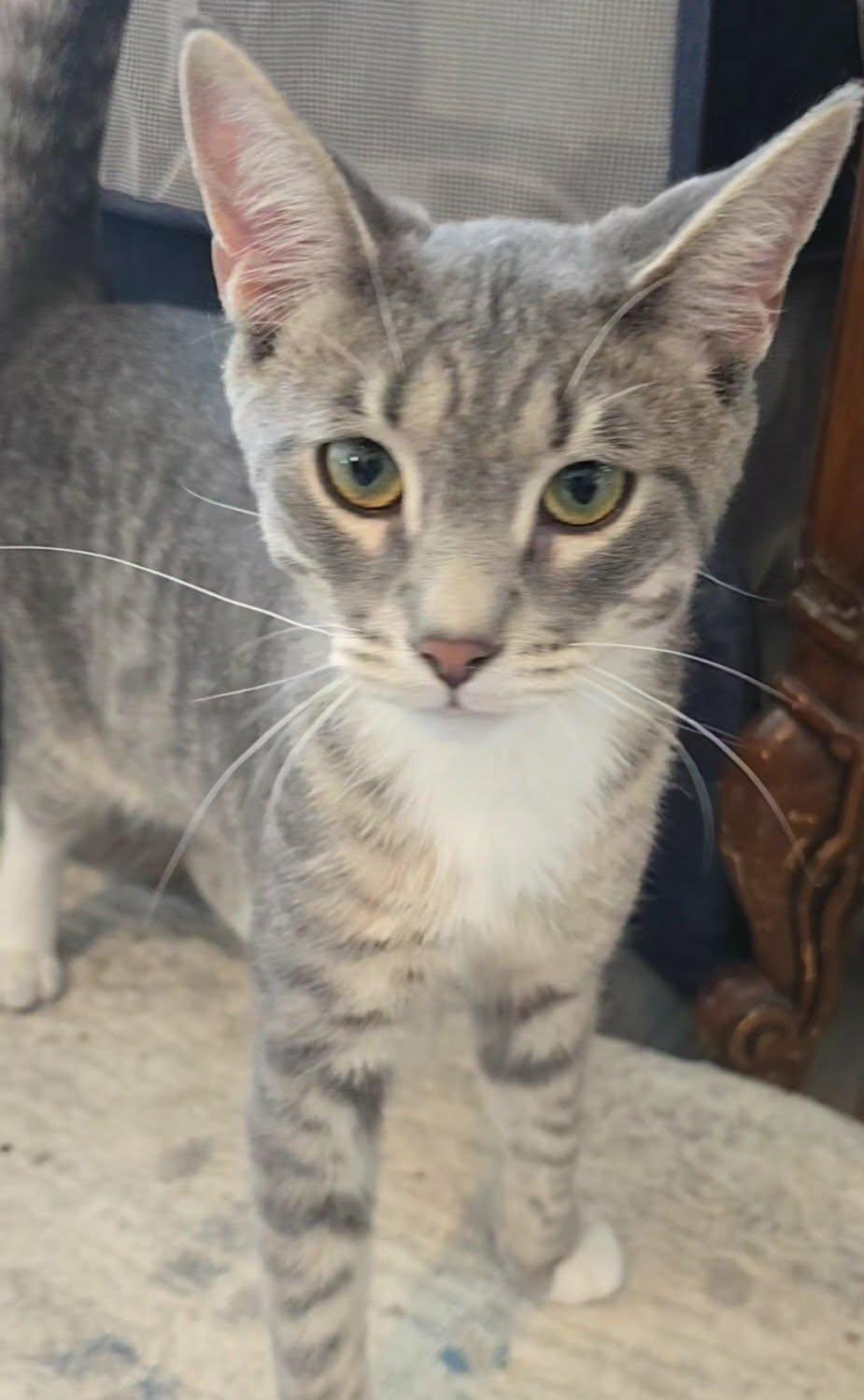 Purcy, a ADOPTABLE Domestic Short Hair in Stevensville, ON image 2/2