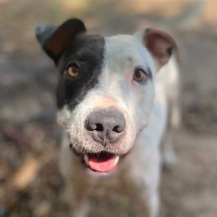 Inchy, Adult Male Pit Bull Terrier