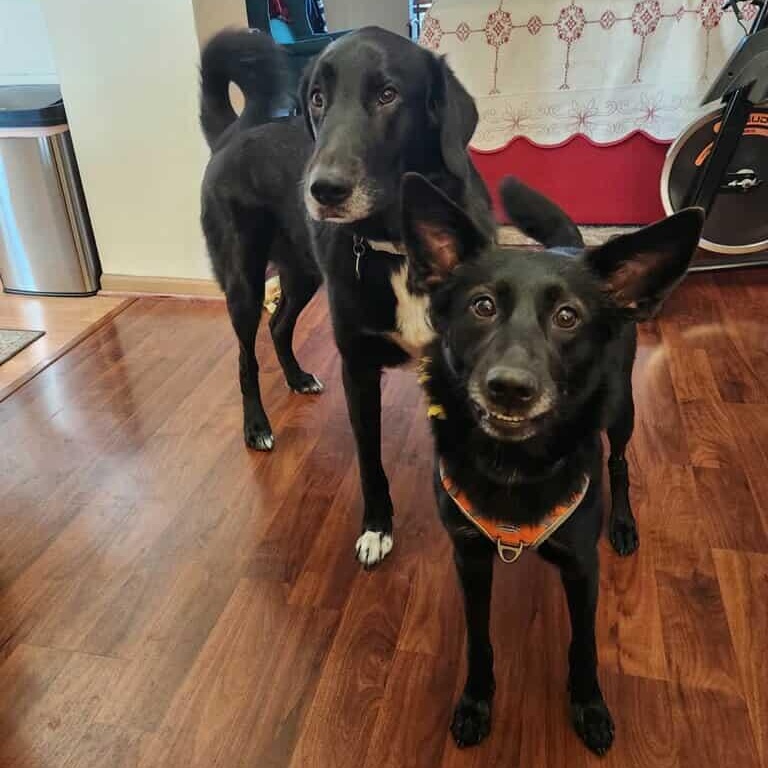 Dorothy in Foster Care, Adoptable, Adult Female Black Labrador Retriever.