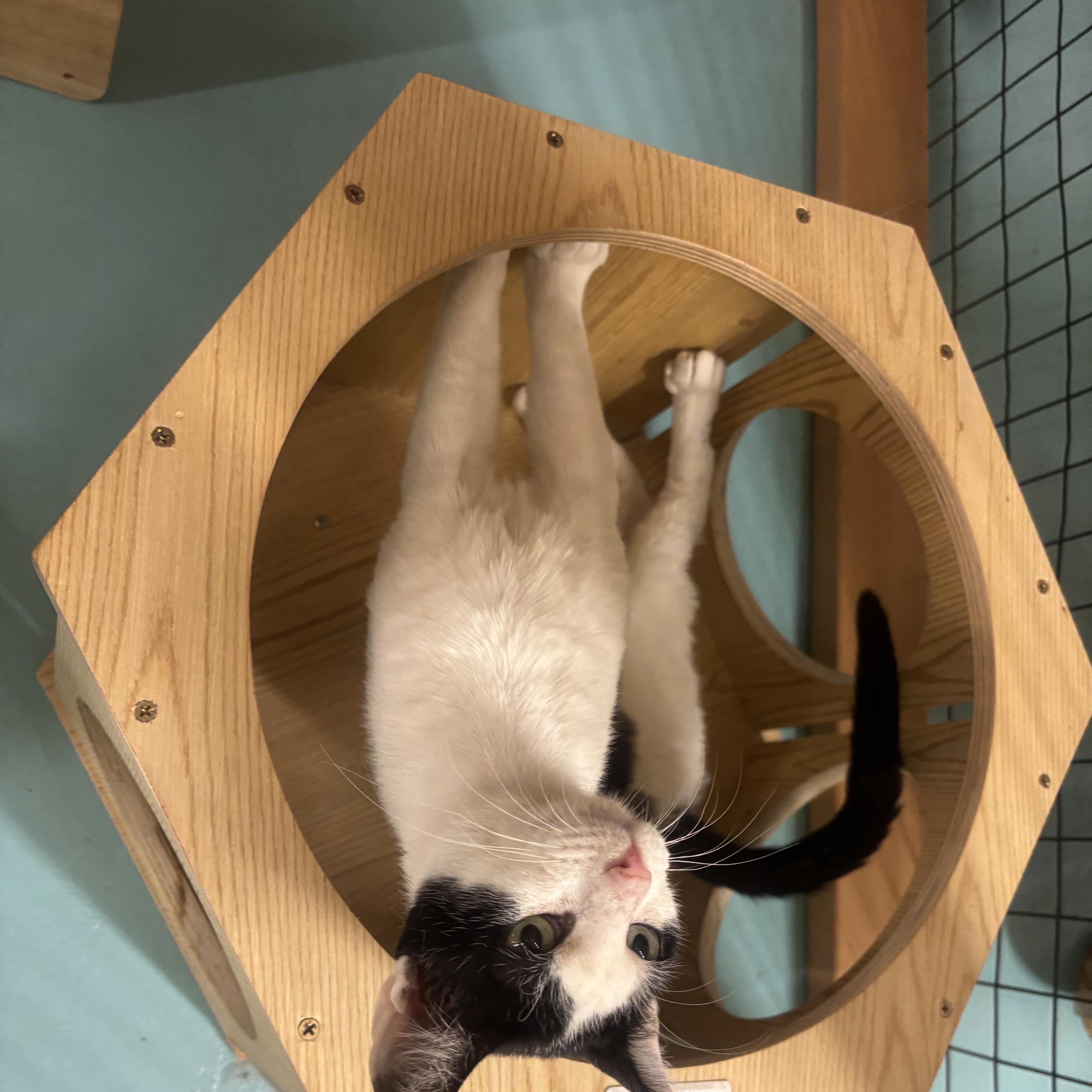 Enlarge Gus, an adopted Domestic Short Hair in Whittier, CA image 2/6