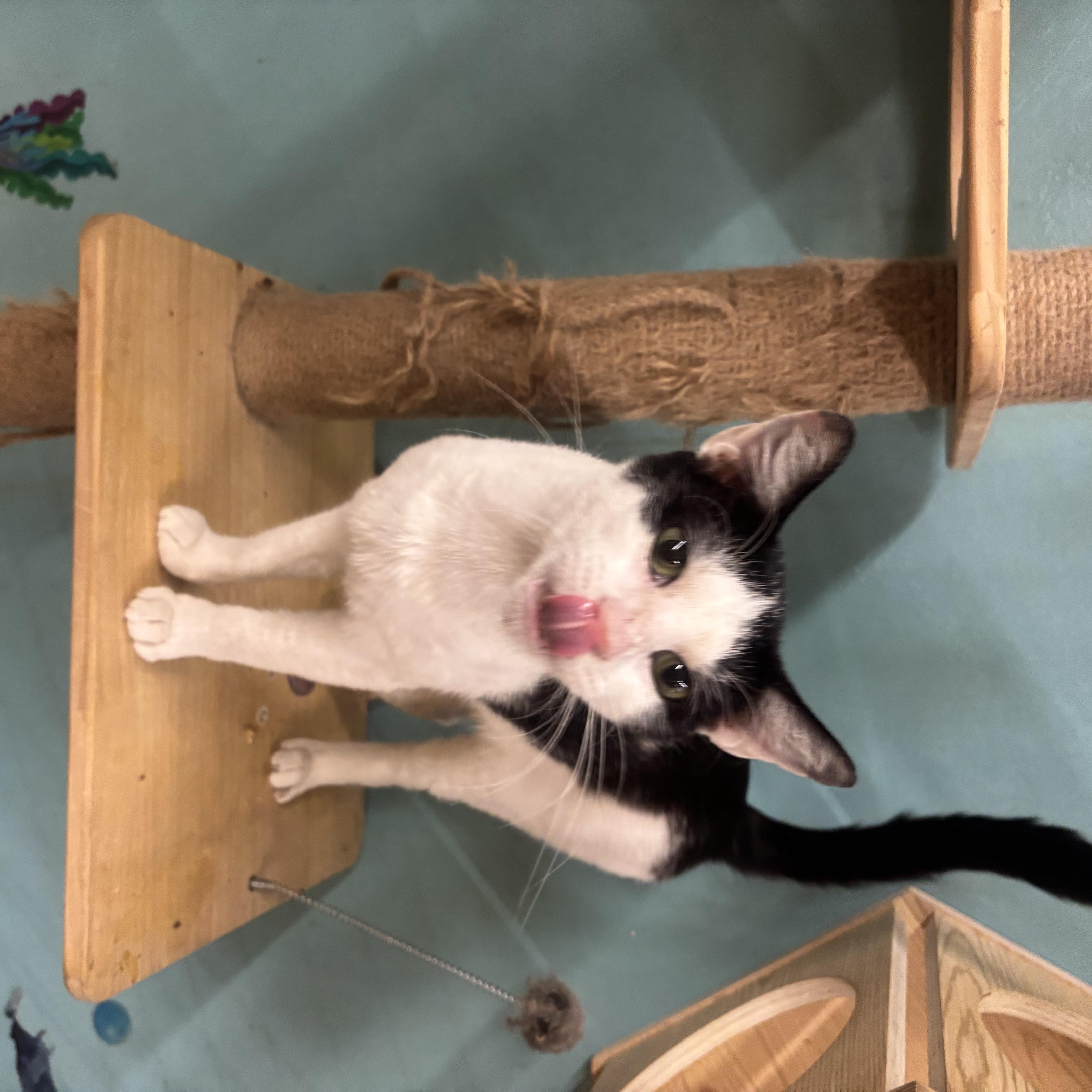 Enlarge Gus, an adopted Domestic Short Hair in Whittier, CA image 4/6