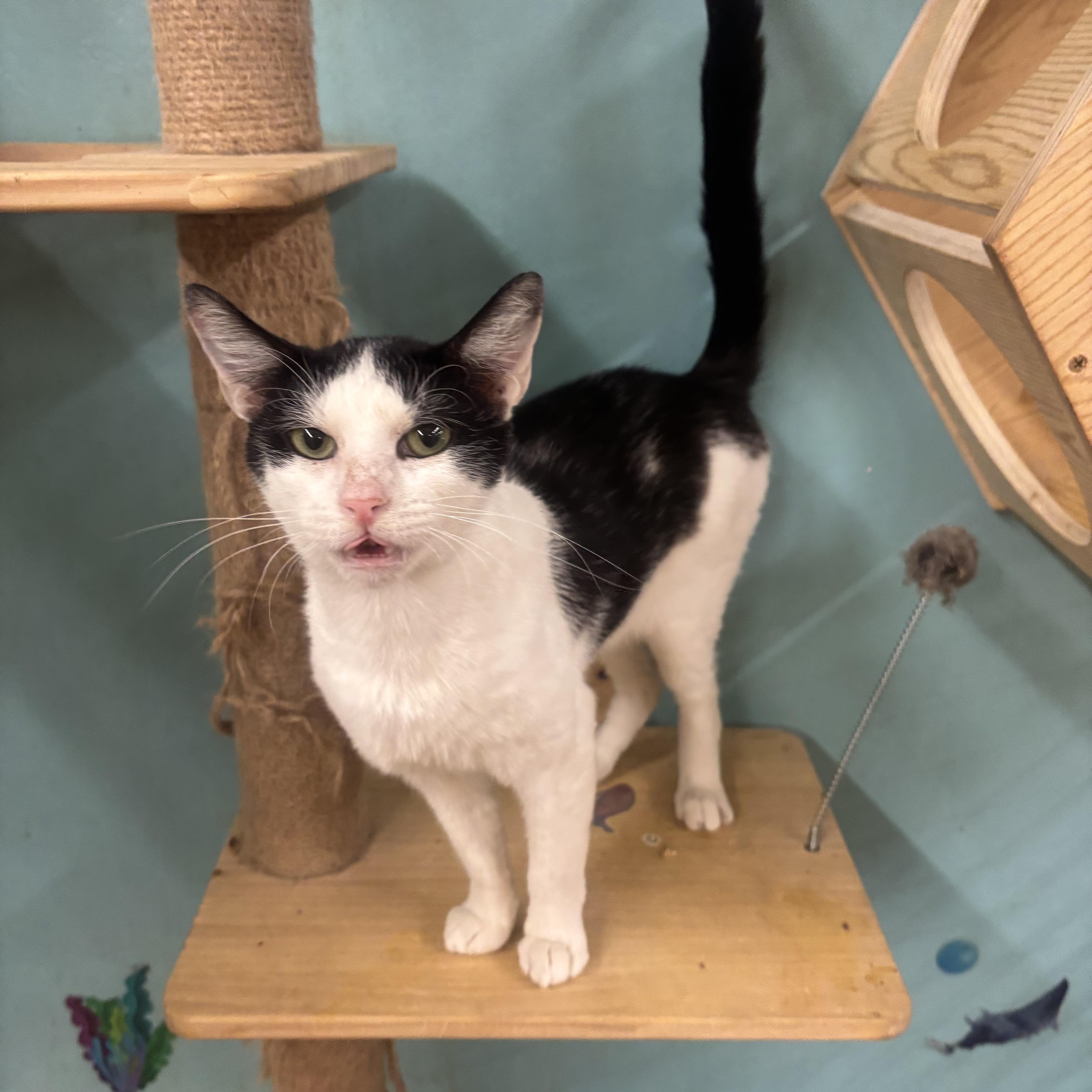 Enlarge Gus, an adopted Domestic Short Hair in Whittier, CA image 6/6