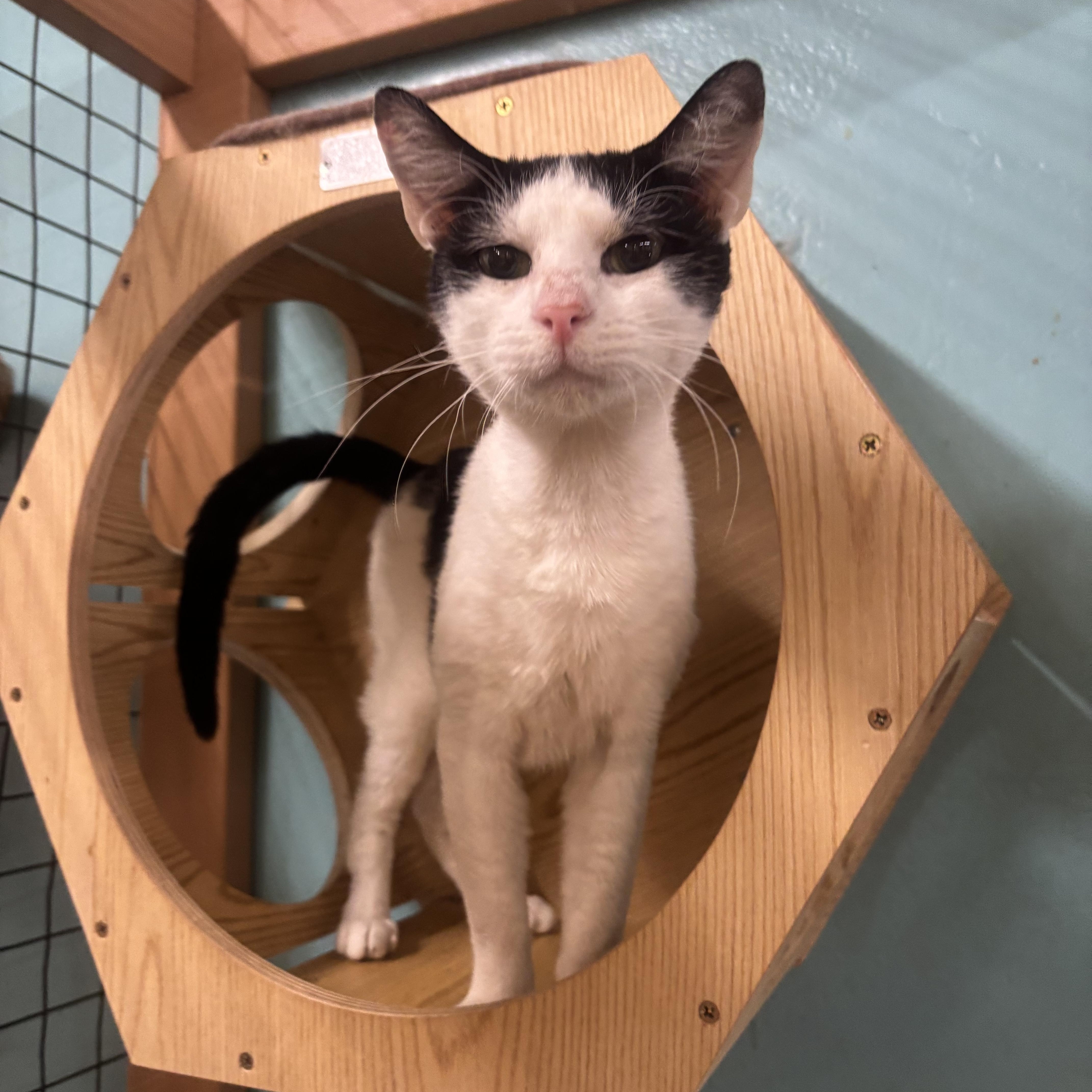 Enlarge Gus, an adopted Domestic Short Hair in Whittier, CA image 5/6