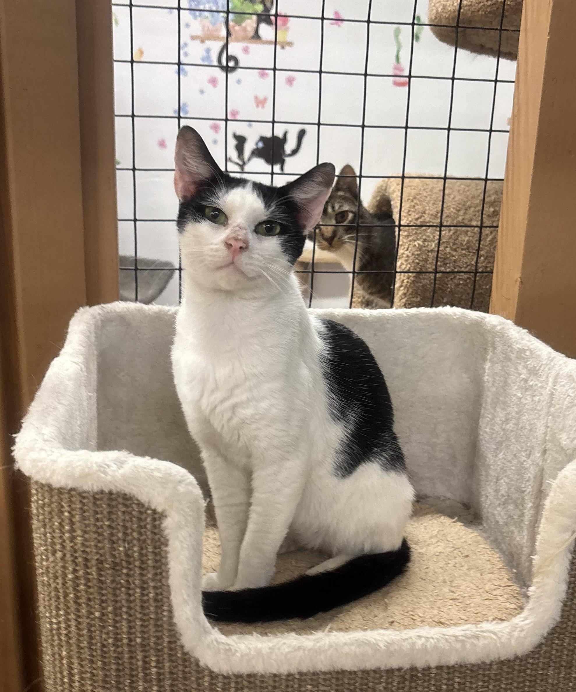 Gus, adopted, Young Male Domestic Short Hair.