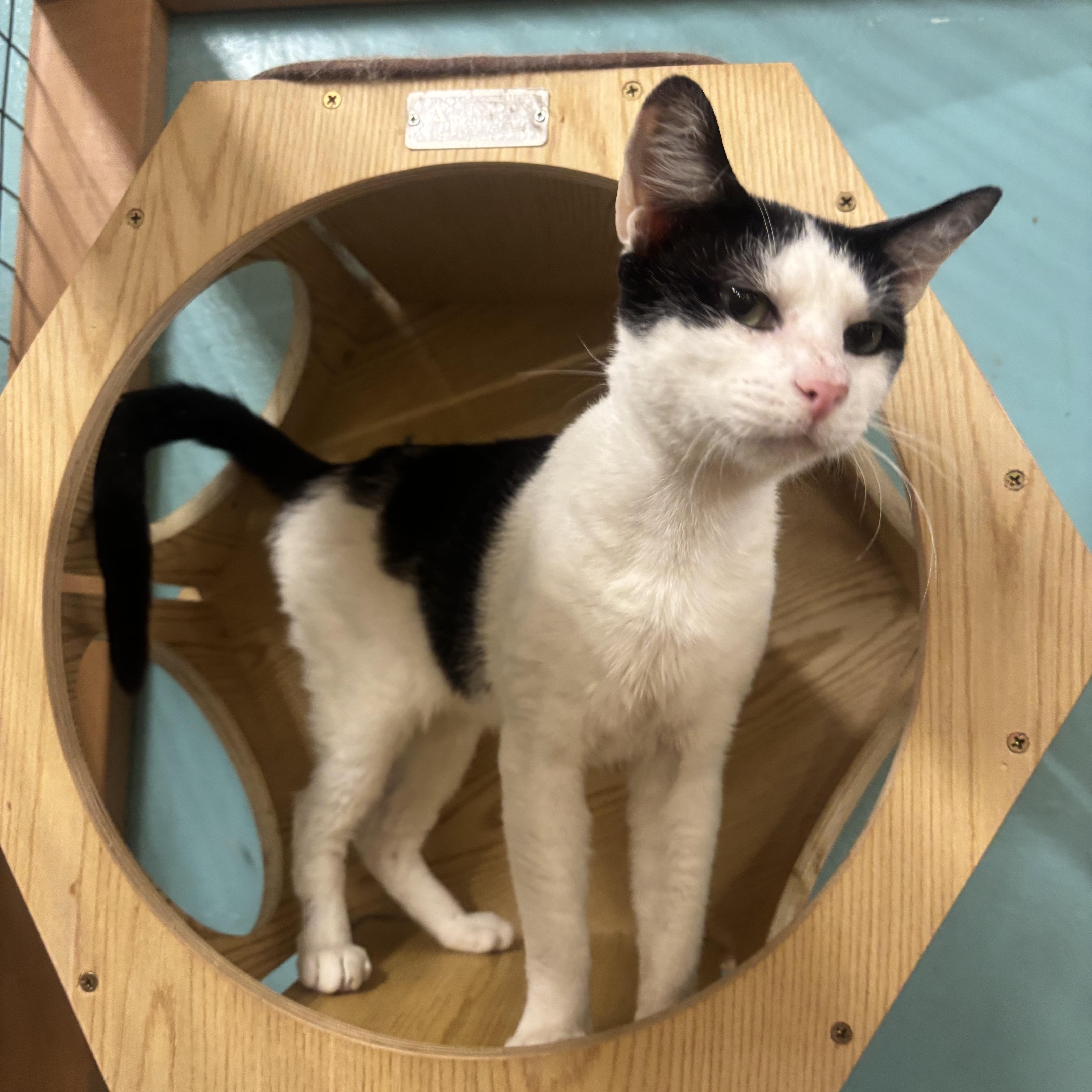 Enlarge Gus, an adopted Domestic Short Hair in Whittier, CA image 3/6