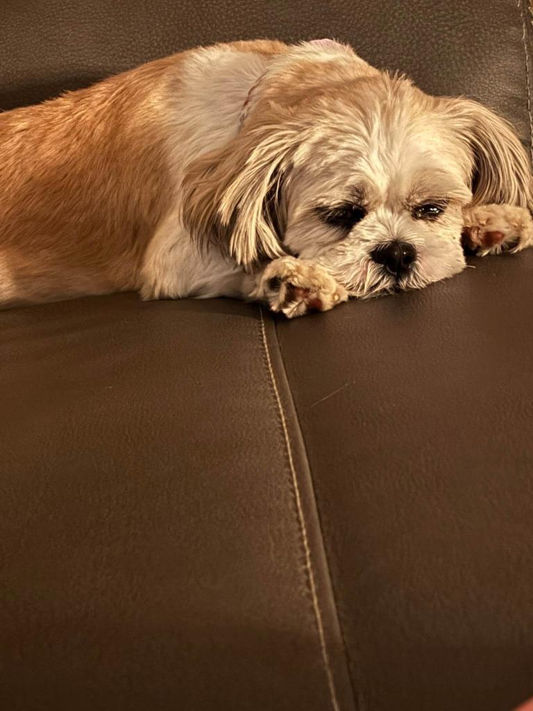 Macie $550, Adoptable, Adult Female Shih Tzu.