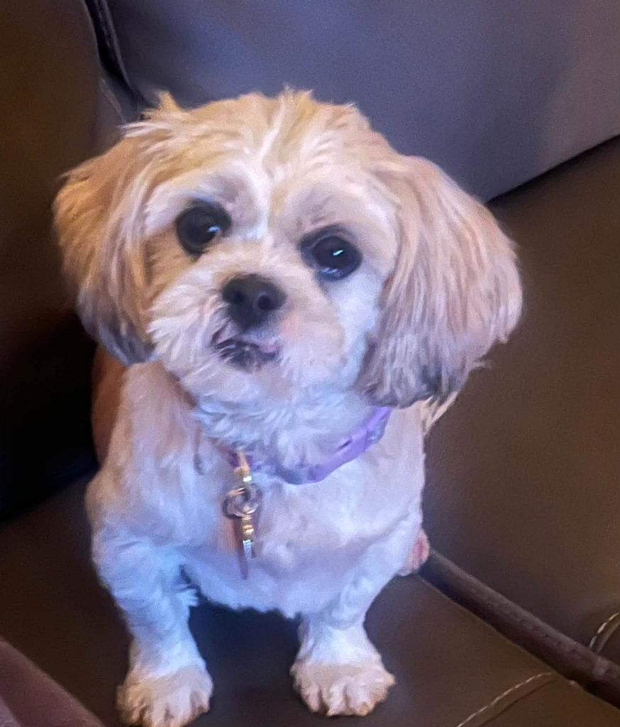 Enlarge Macie $550, a Adoptable Shih Tzu in Milwaukee, WI image 2/4