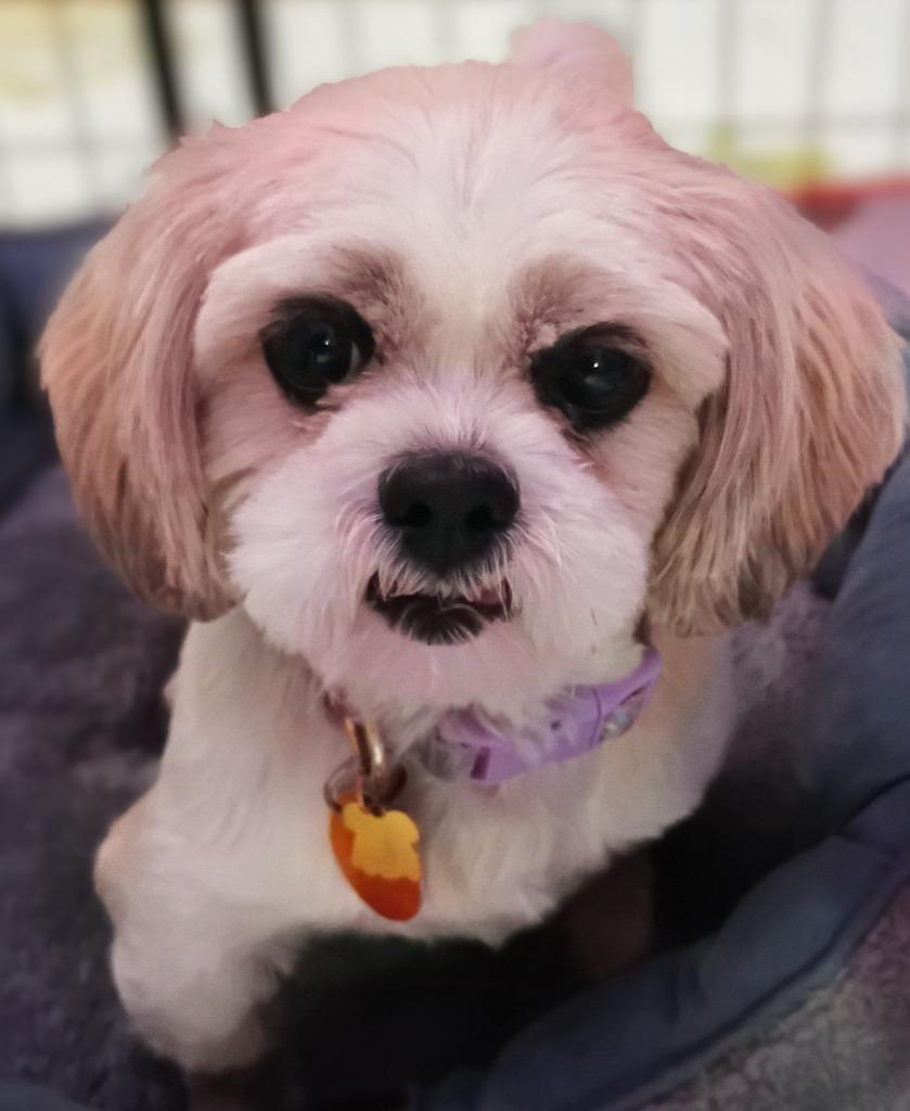 Enlarge Macie $550, a Adoptable Shih Tzu in Milwaukee, WI image 3/4