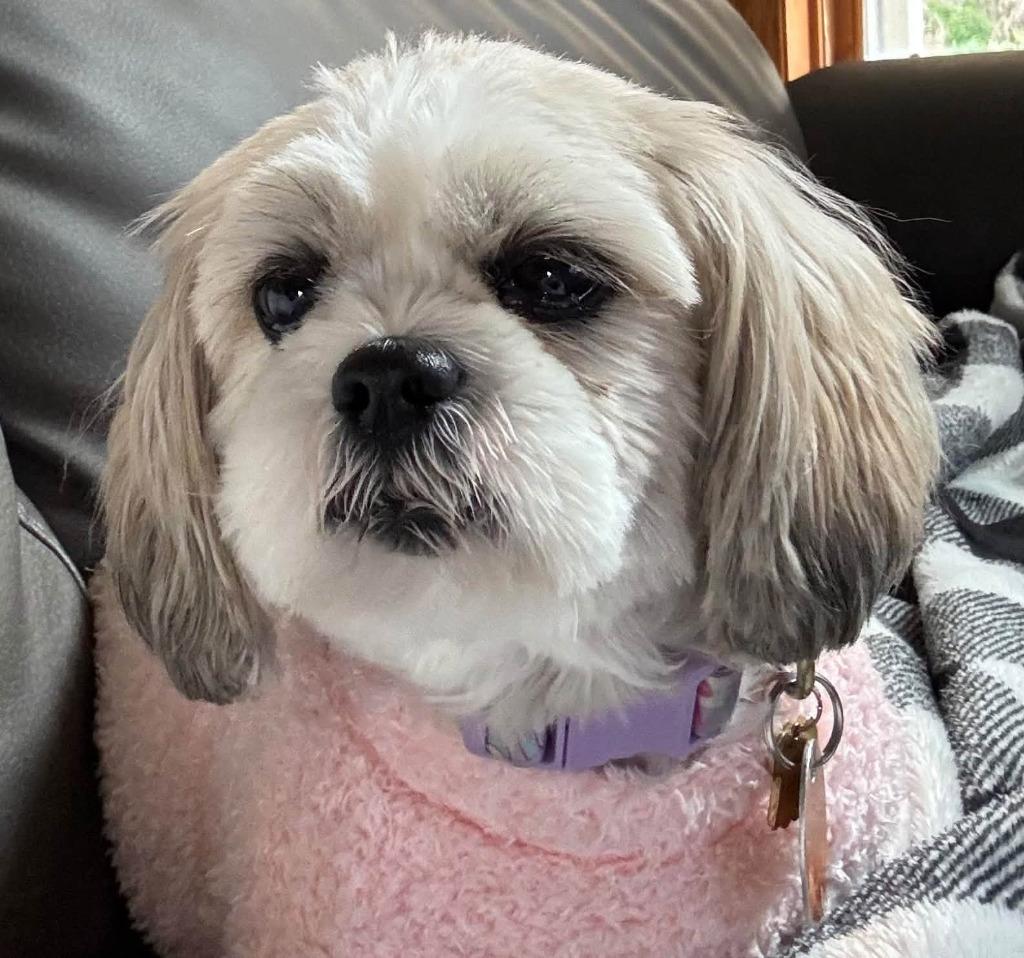 Enlarge Macie $550, a Adoptable Shih Tzu in Milwaukee, WI image 4/4