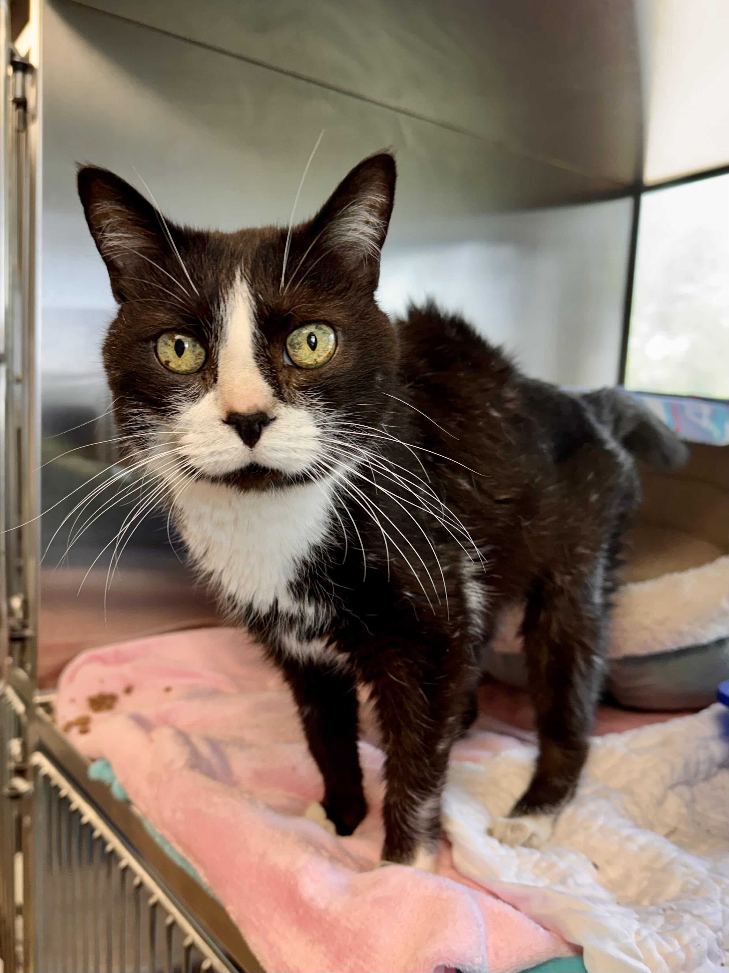 Enlarge Mrs Boots, a ADOPTABLE Domestic Short Hair in Midland, MI image 3/3