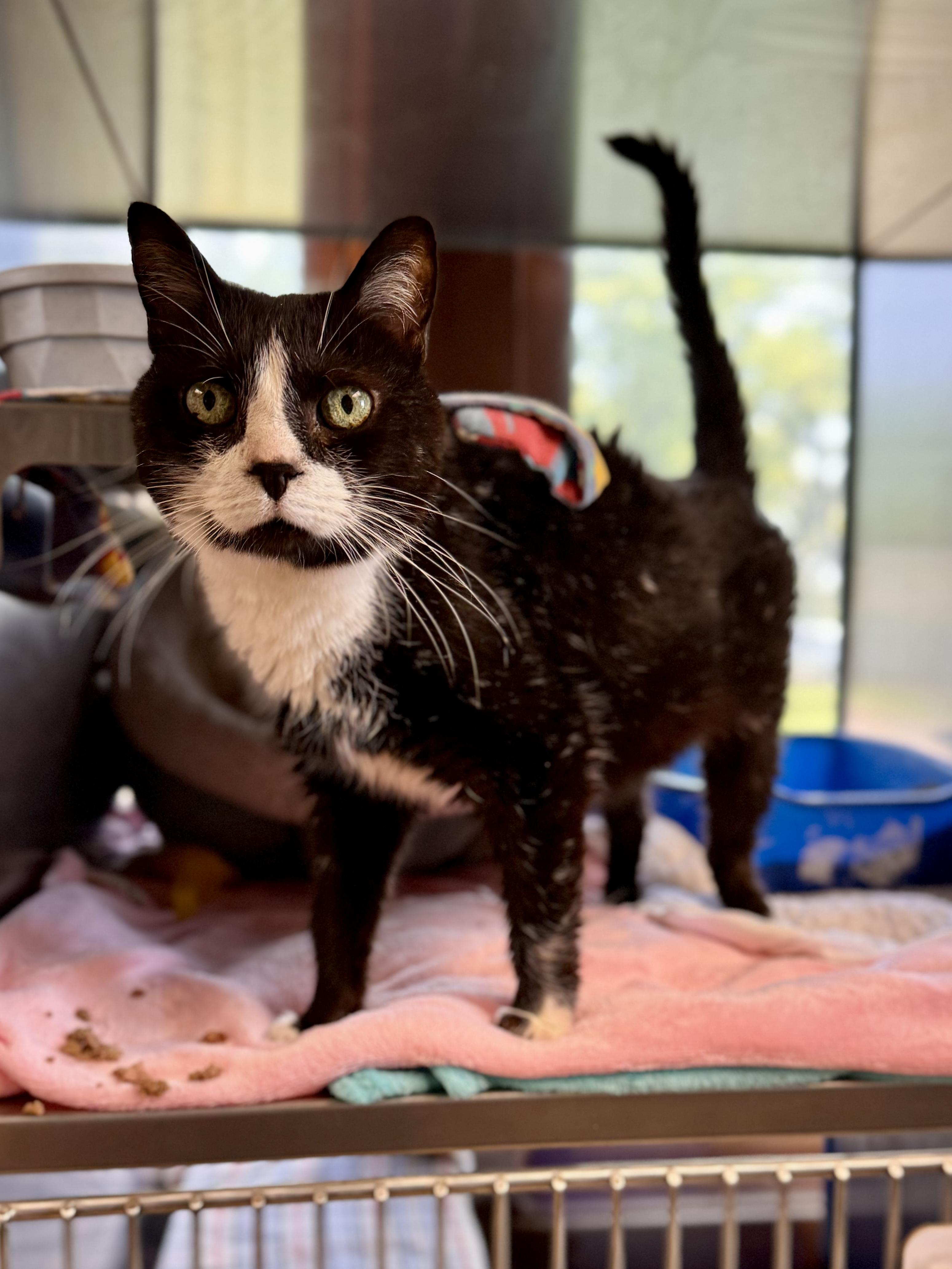 Enlarge Mrs Boots, a ADOPTABLE Domestic Short Hair in Midland, MI image 2/3