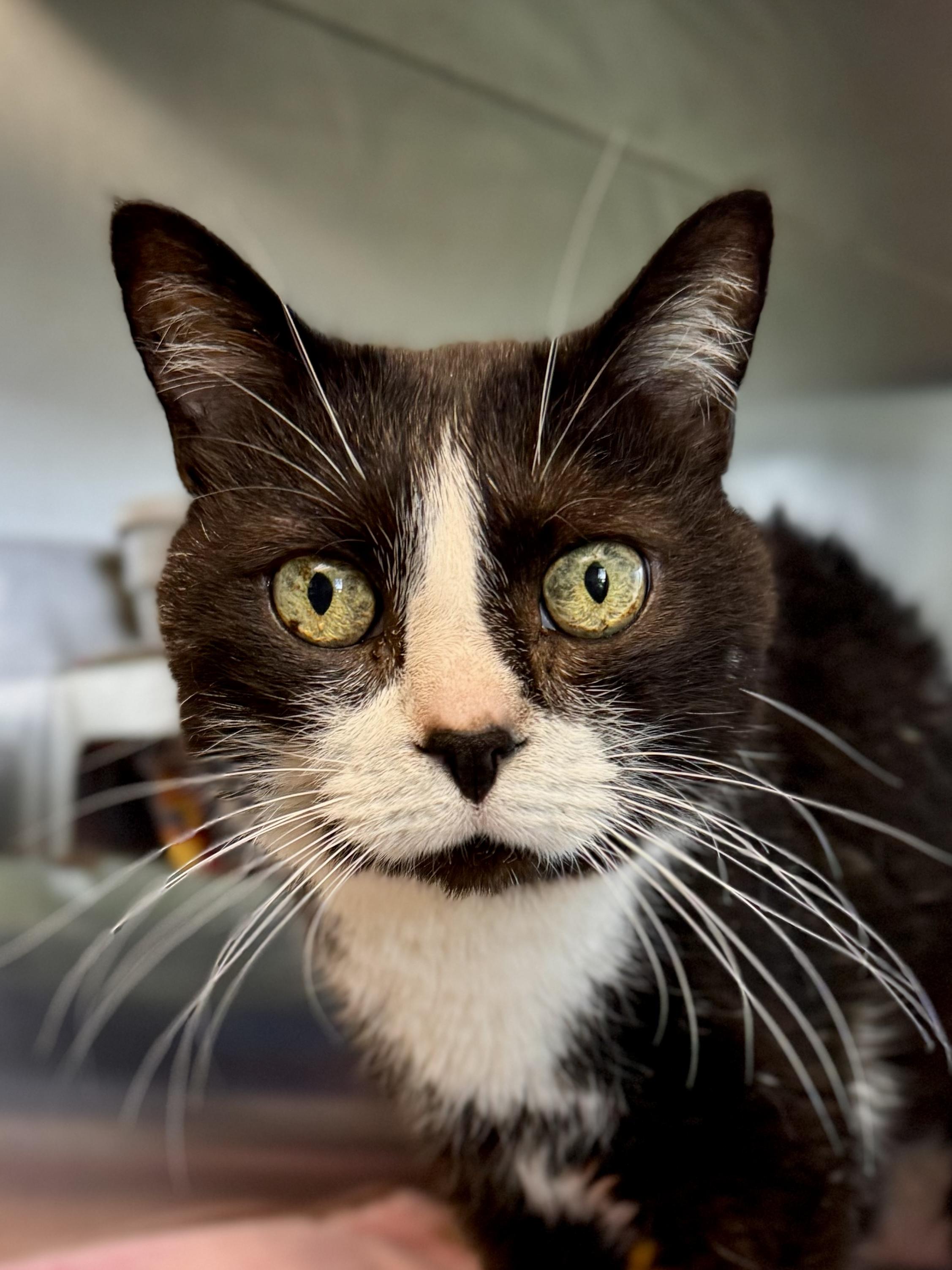 Enlarge Mrs Boots, a ADOPTABLE Domestic Short Hair in Midland, MI image 1/3