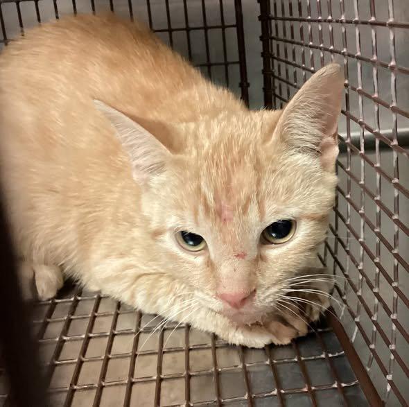 Fondue, a Adoptable Domestic Short Hair in Raleigh, NC image 2/2