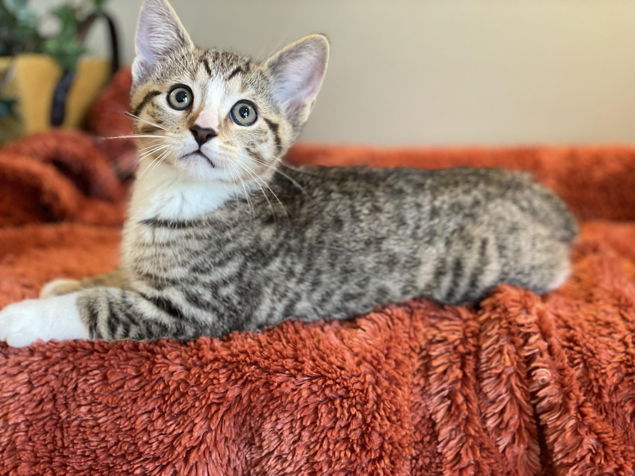 Enlarge Murphy - PENDING, an adopted Tabby in Taylor, MI image 3/7