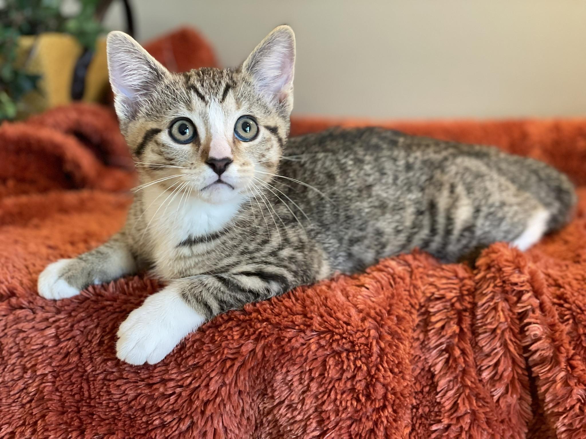 Enlarge Murphy - PENDING, an adopted Tabby in Taylor, MI image 1/7