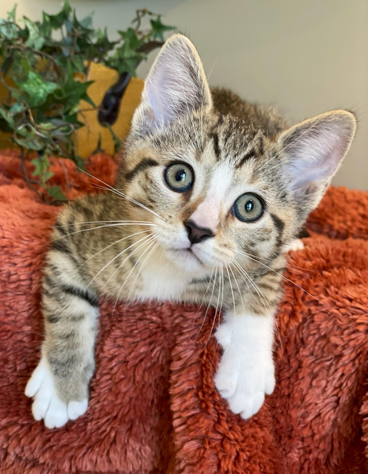 Enlarge Murphy - PENDING, an adopted Tabby in Taylor, MI image 2/7