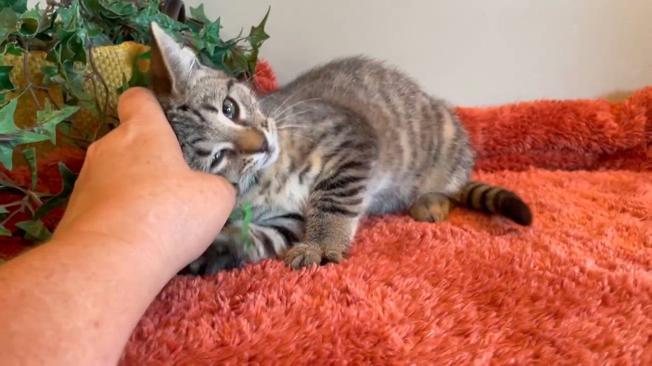 Enlarge Murphy - PENDING, an adopted Tabby in Taylor, MI video 5/7