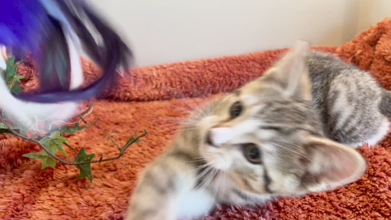 Enlarge Murphy - PENDING, an adopted Tabby in Taylor, MI video 7/7