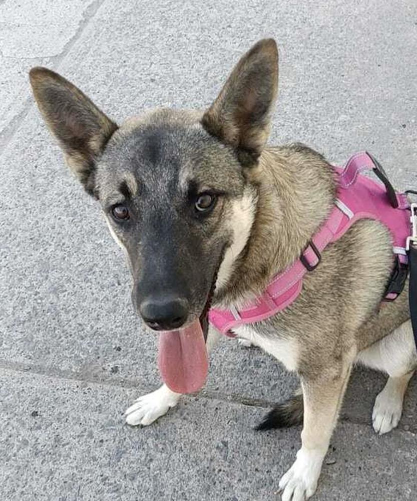 Enlarge WILSON, a Adoptable mixed breed in Langley, BC image 3/4
