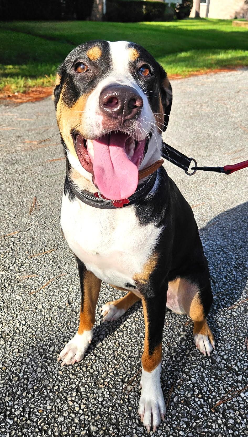 Enlarge MR. ROGER - Loving, Happy Pup, an adopted mixed breed in Westminster, CO image 2/6