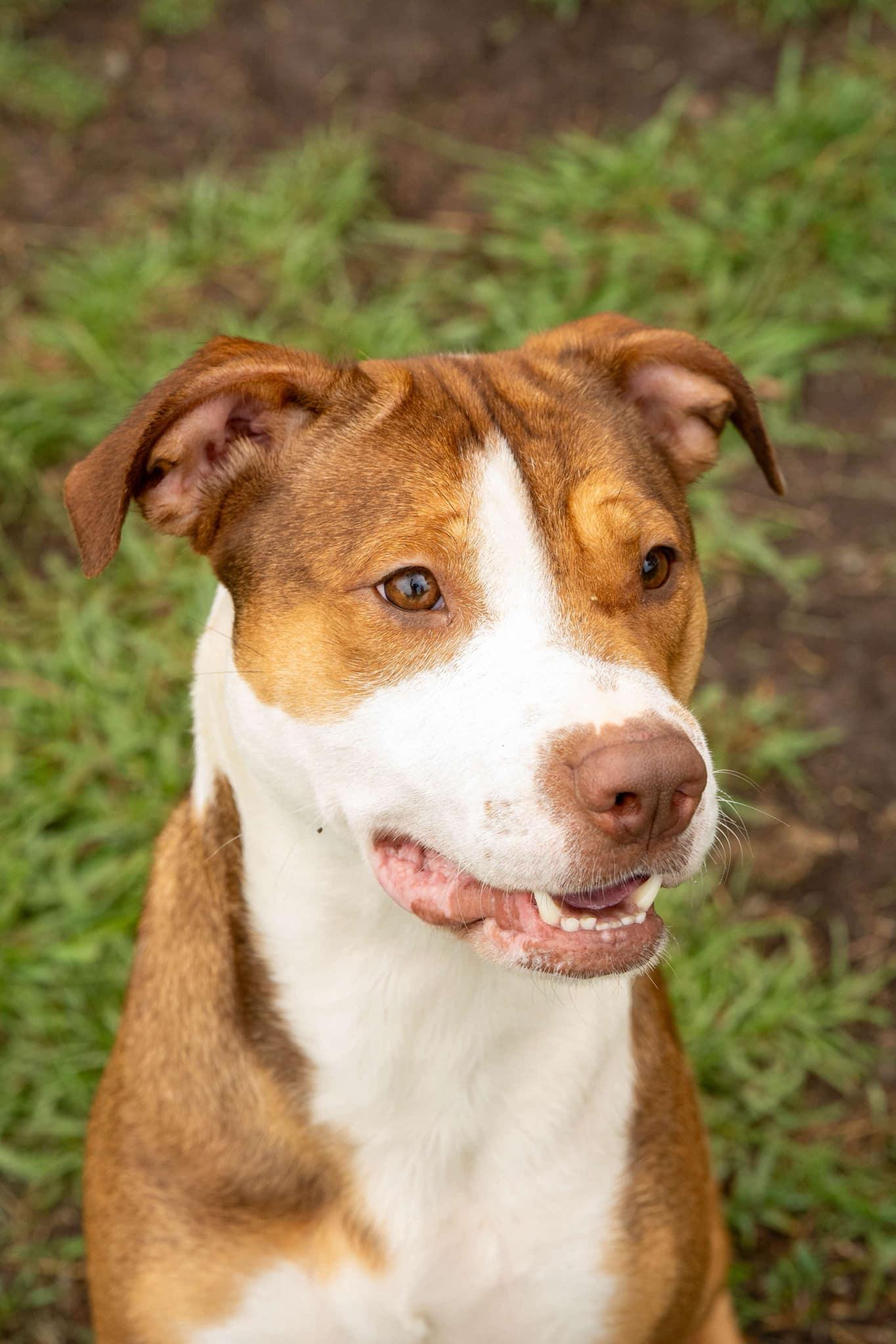 Louise, Adoptable, Adult Female Mixed Breed.