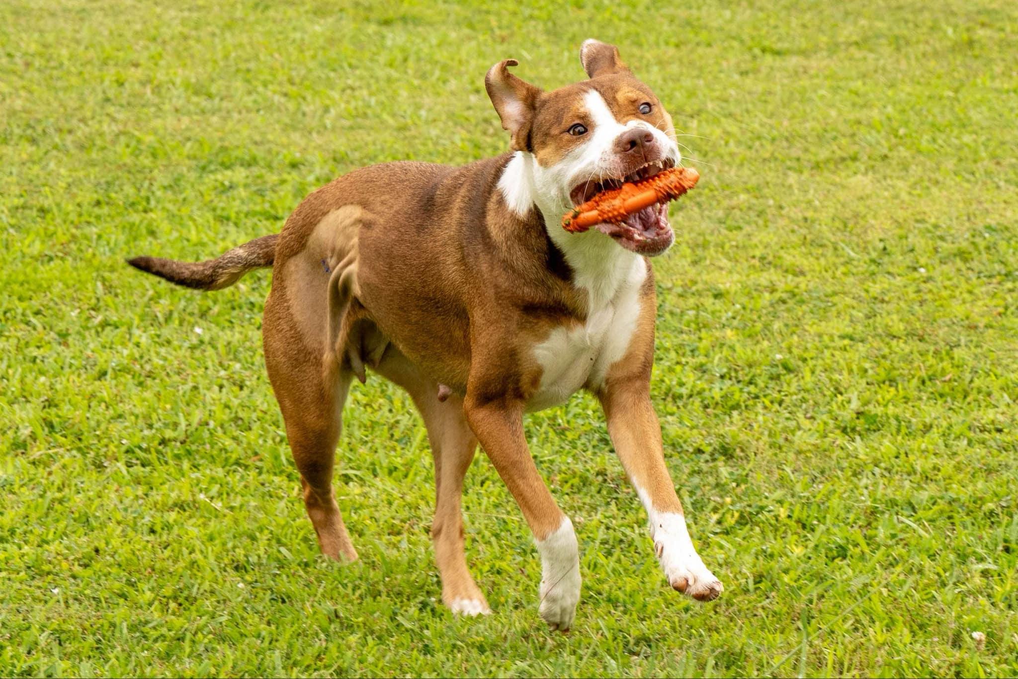 Enlarge Louise, a Adoptable Mixed Breed in Myrtle Beach, SC image 2/3