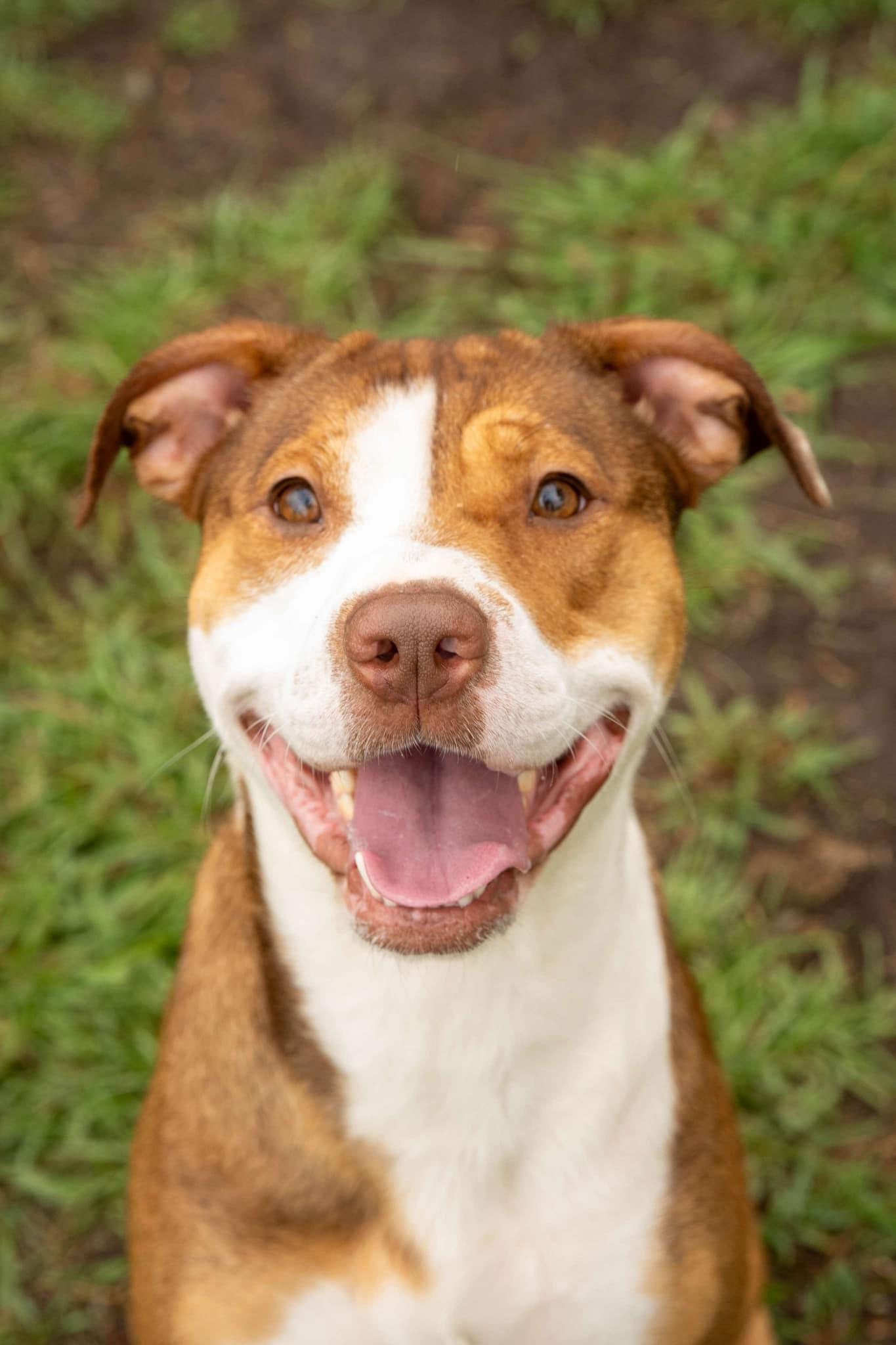 Enlarge Louise, a Adoptable Mixed Breed in Myrtle Beach, SC image 3/3