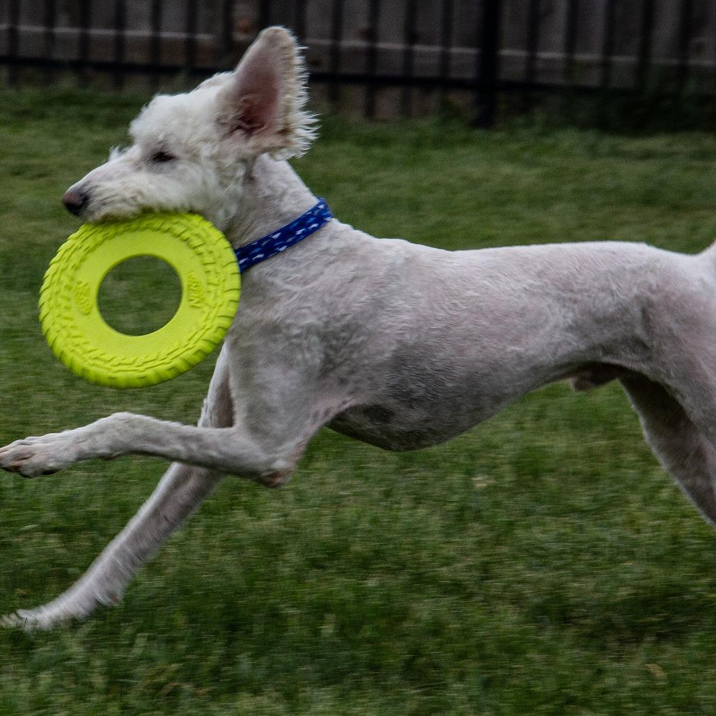 Teddy, Adoptable, Adult Male Poodle & Mixed Breed.