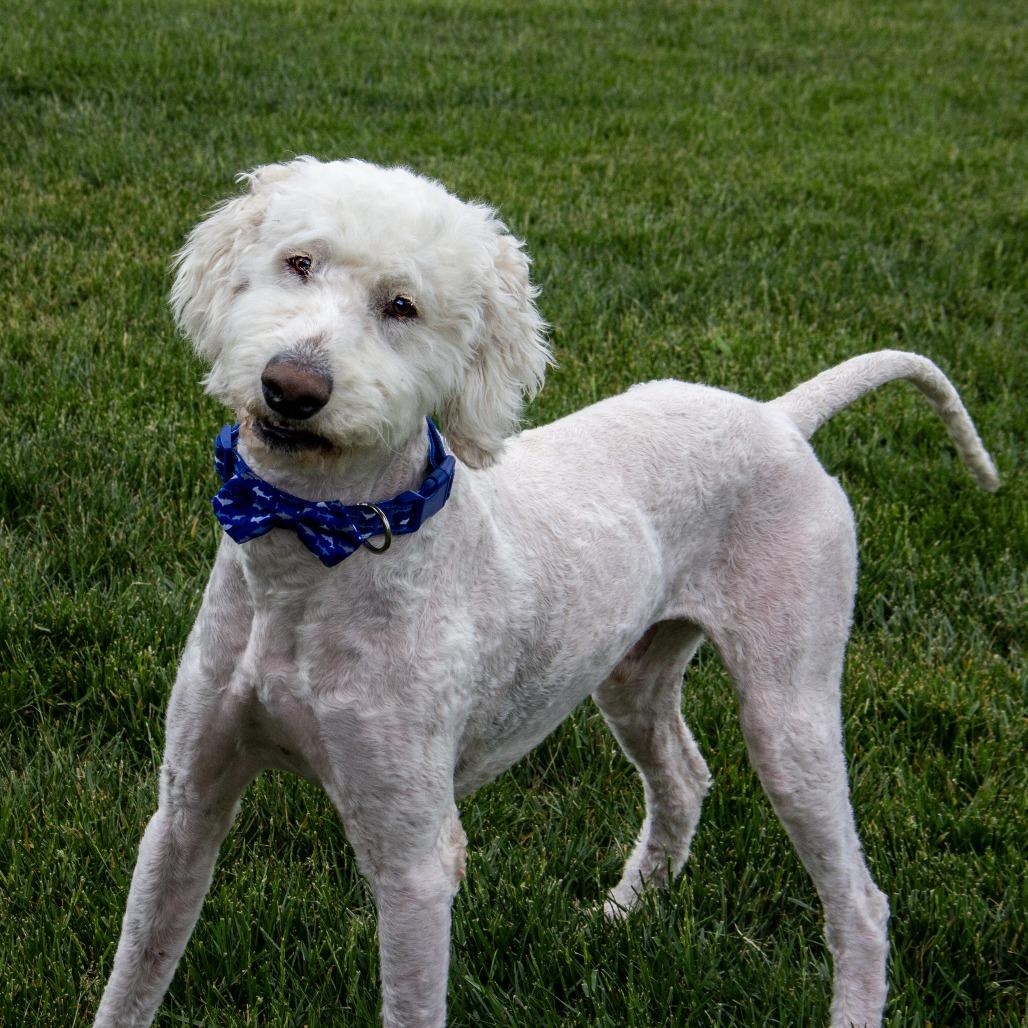Teddy, a Adoptable mixed breed in Wichita, KS image 2/6