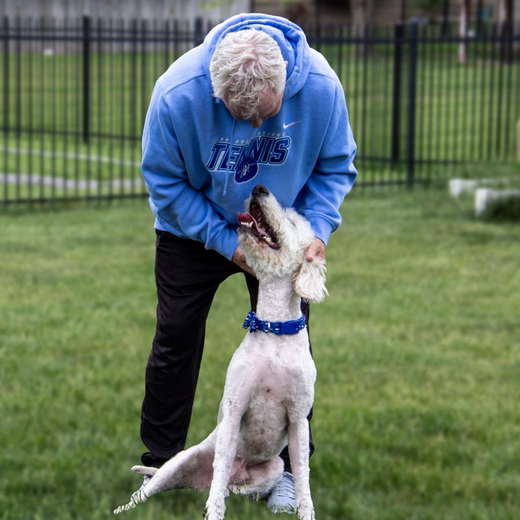 Teddy, a Adoptable mixed breed in Wichita, KS image 3/6