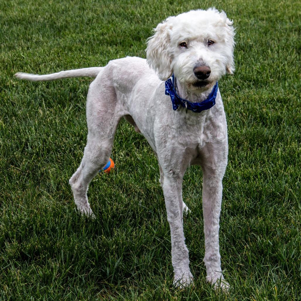 Teddy, a Adoptable mixed breed in Wichita, KS image 4/6