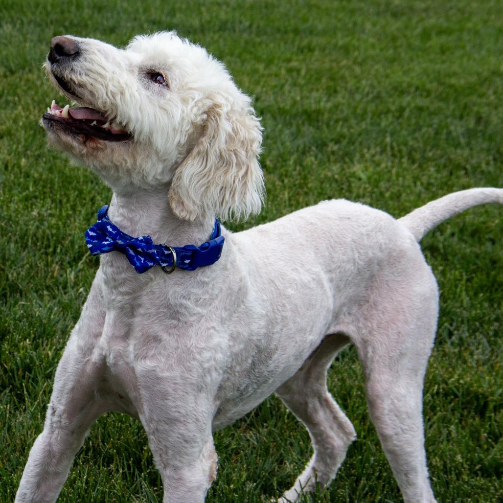 Teddy, a Adoptable mixed breed in Wichita, KS image 5/6