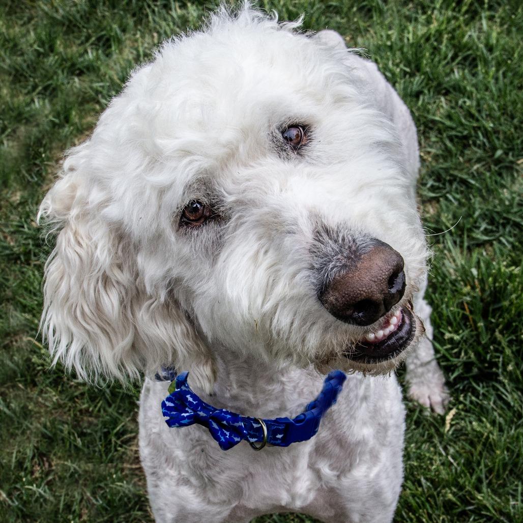 Teddy, a Adoptable mixed breed in Wichita, KS image 6/6