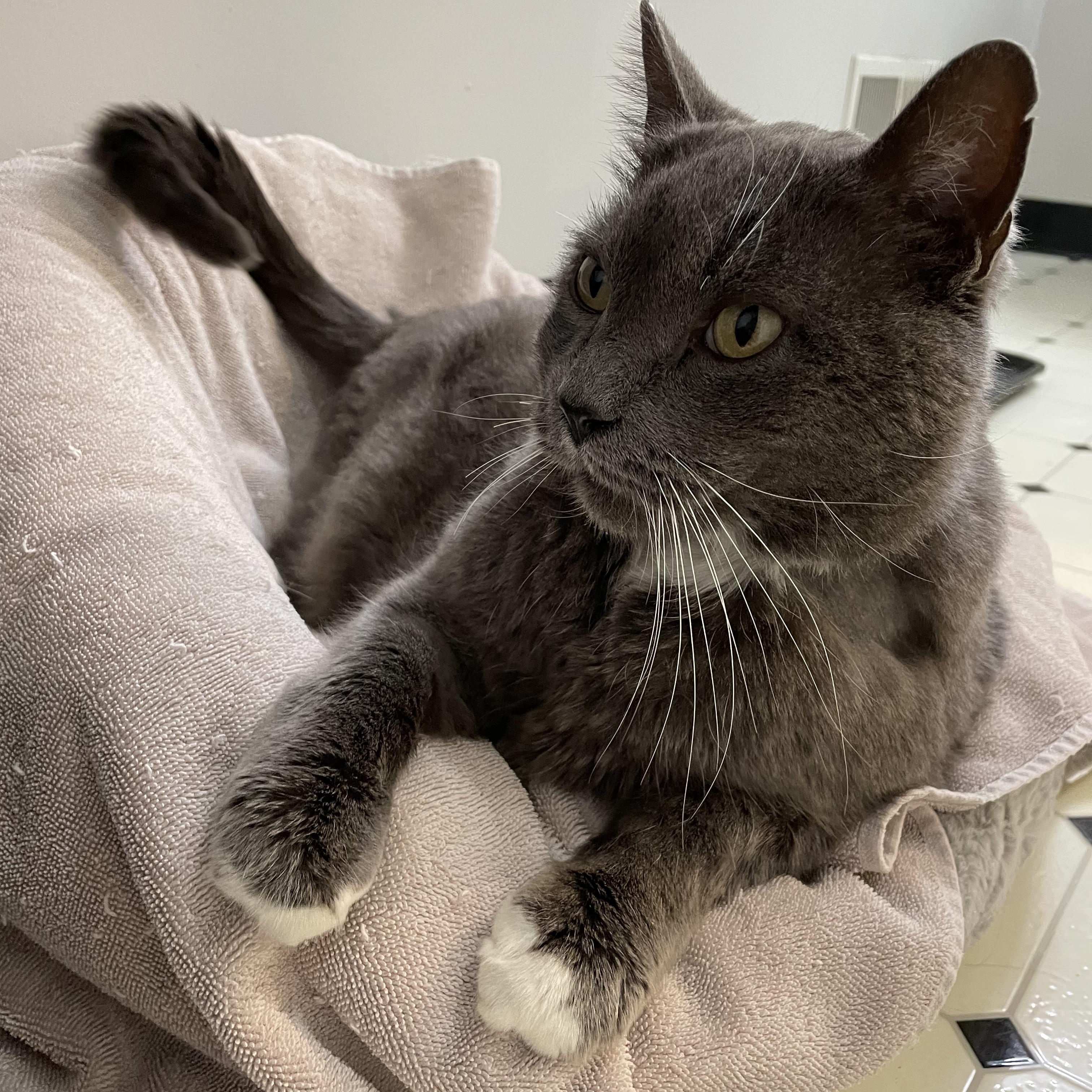 Gigantor, ADOPTABLE, Senior Male Domestic Short Hair.