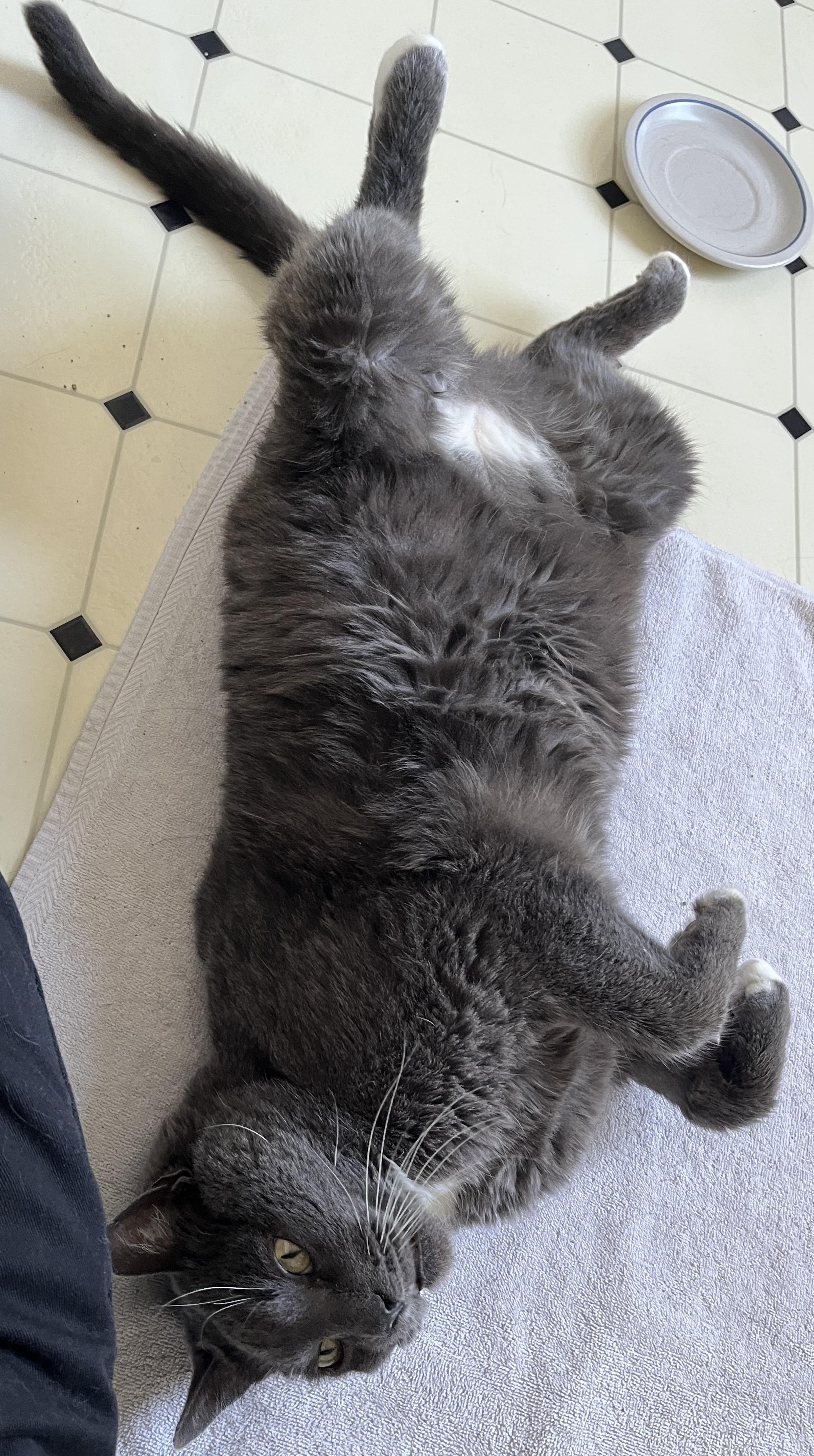 Enlarge Gigantor, a ADOPTABLE mixed breed in Scranton, PA image 2/4